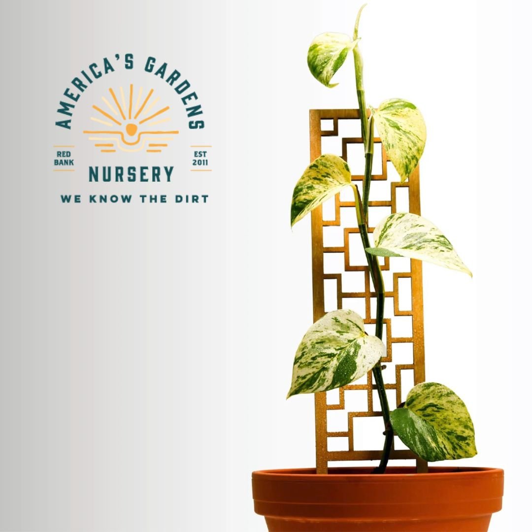 Tropical Square Trellis - America's Gardens Nursery