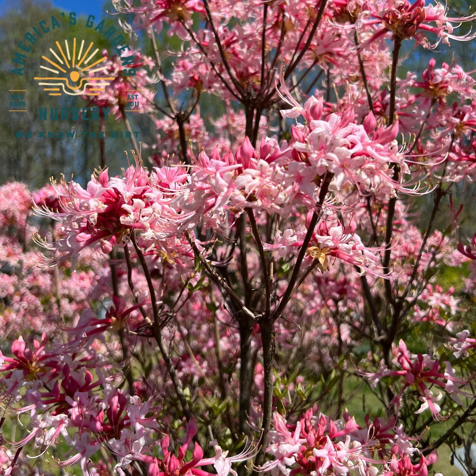 Varden Phlox Pink Native Azalea - America's Gardens Nursery
