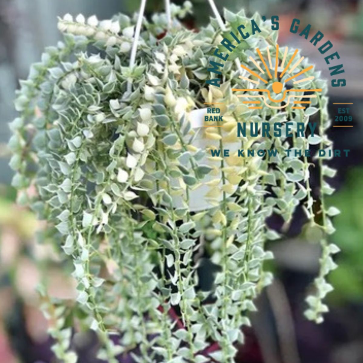 Variegated Million Hearts - America's Gardens Nursery