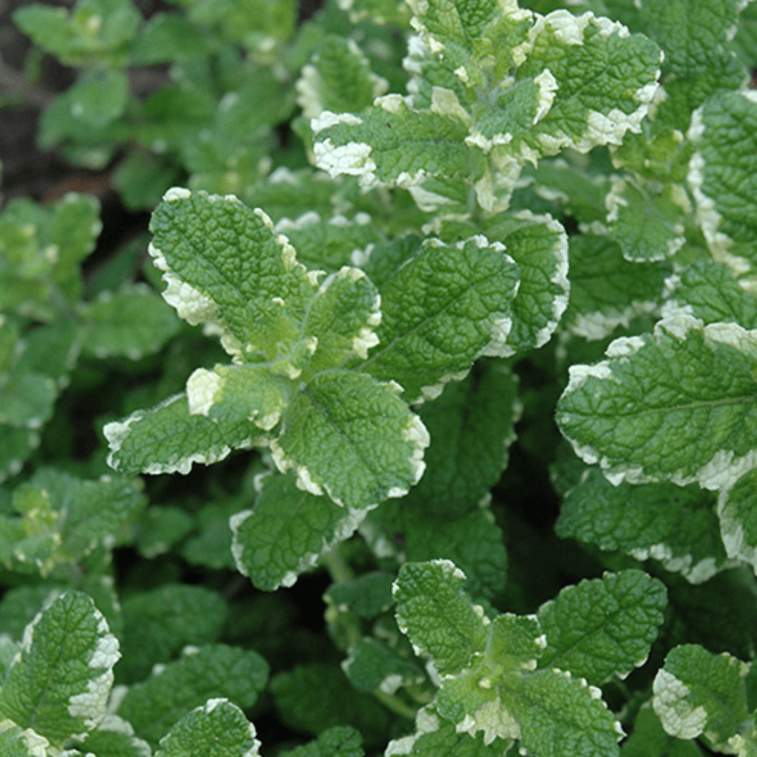 Variegated Pineapple Mint - America's Gardens Nursery