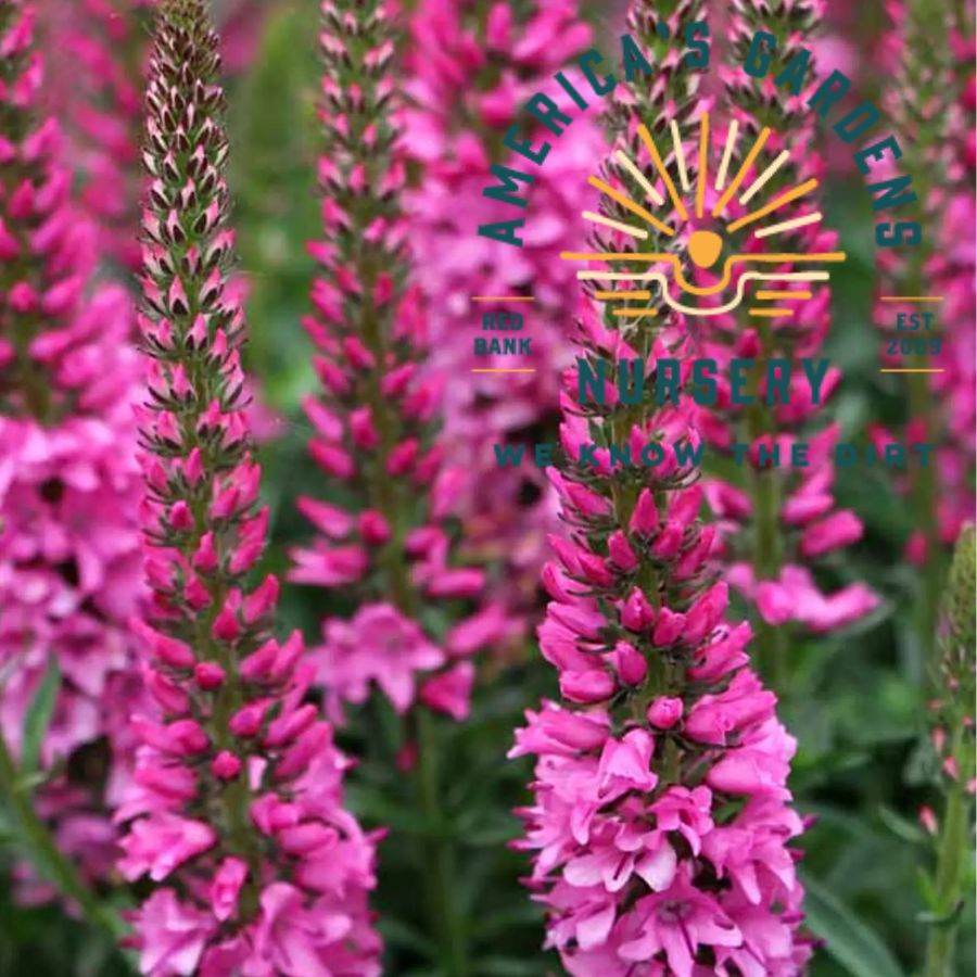 Veronica Vernique - America's Gardens Nursery