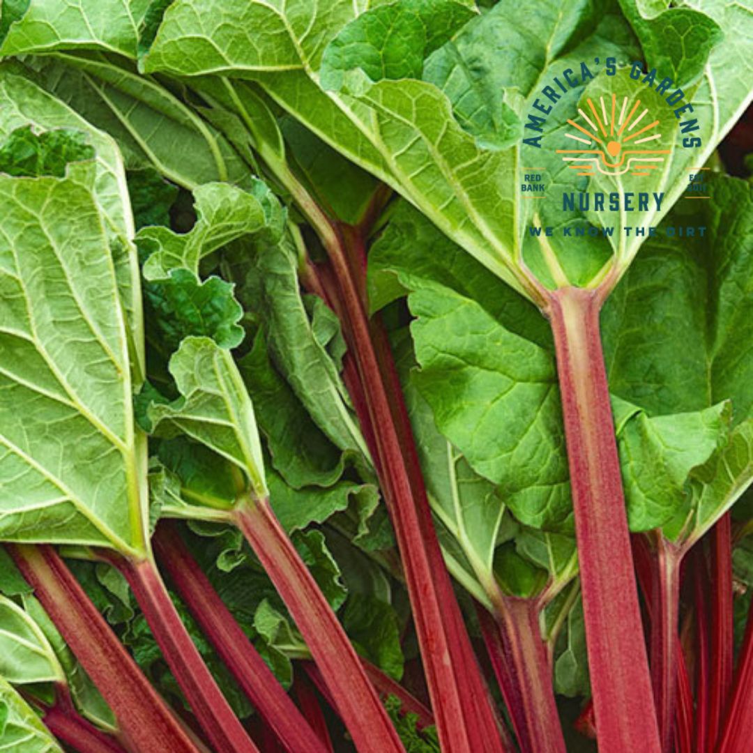 Victoria Red Rhubarb Plant - America's Gardens Nursery