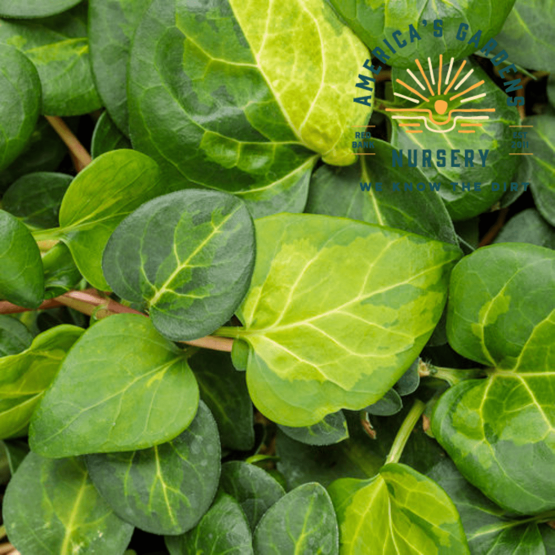 Vinca (Periwinkle), Major Maculata - America's Gardens Nursery