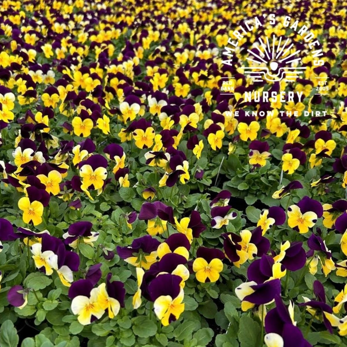 Viola Plants - America's Gardens Nursery