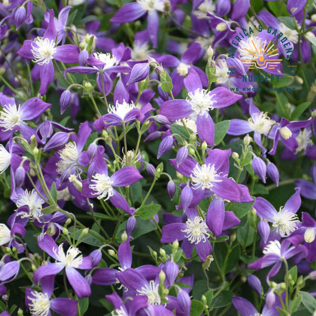 Violet Stardust Clematis - America's Gardens Nursery