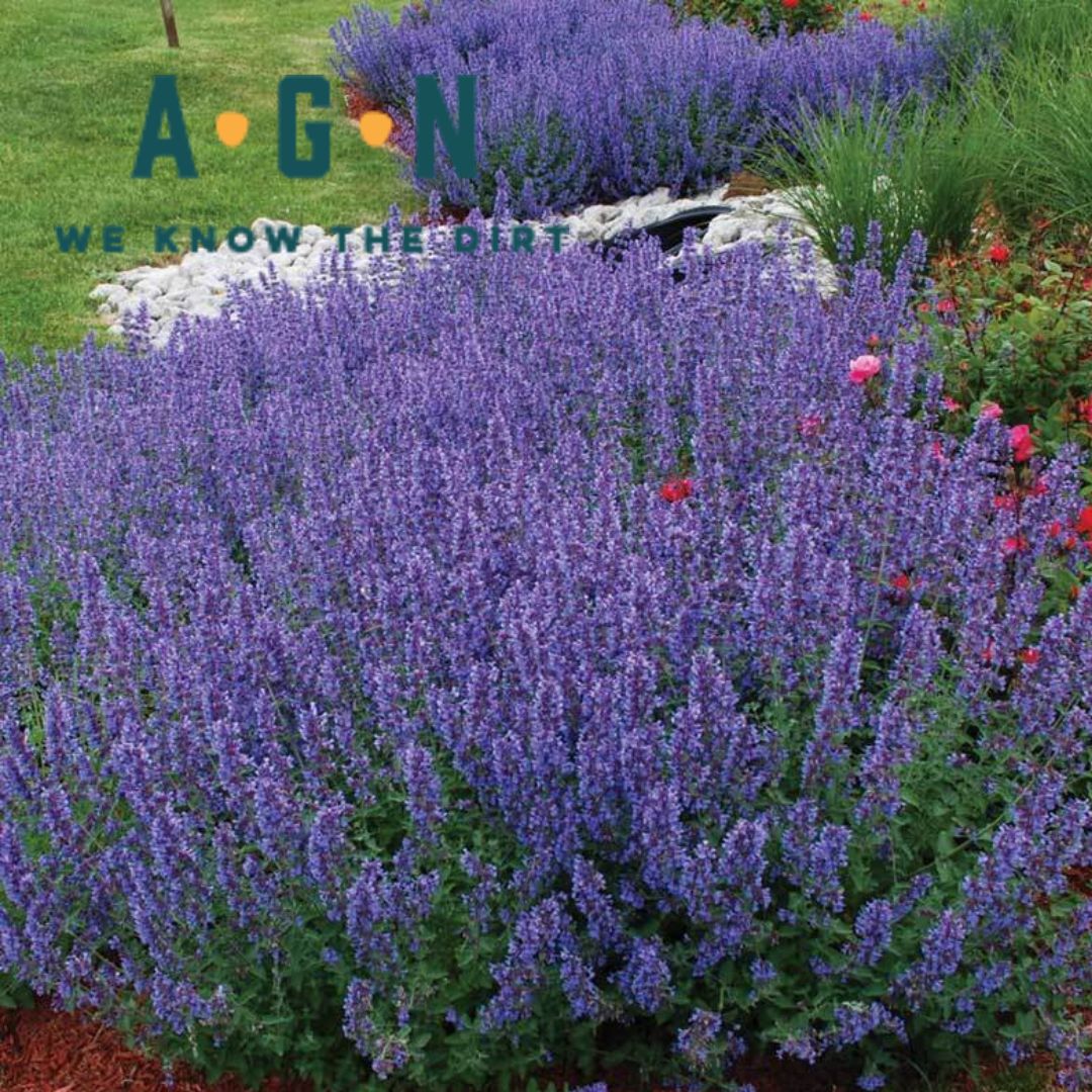 Walkers Junior Low Catmint - America's Gardens Nursery