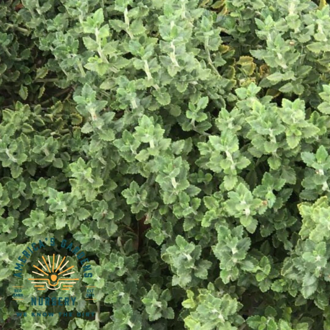 Wall Germander - America's Gardens Nursery