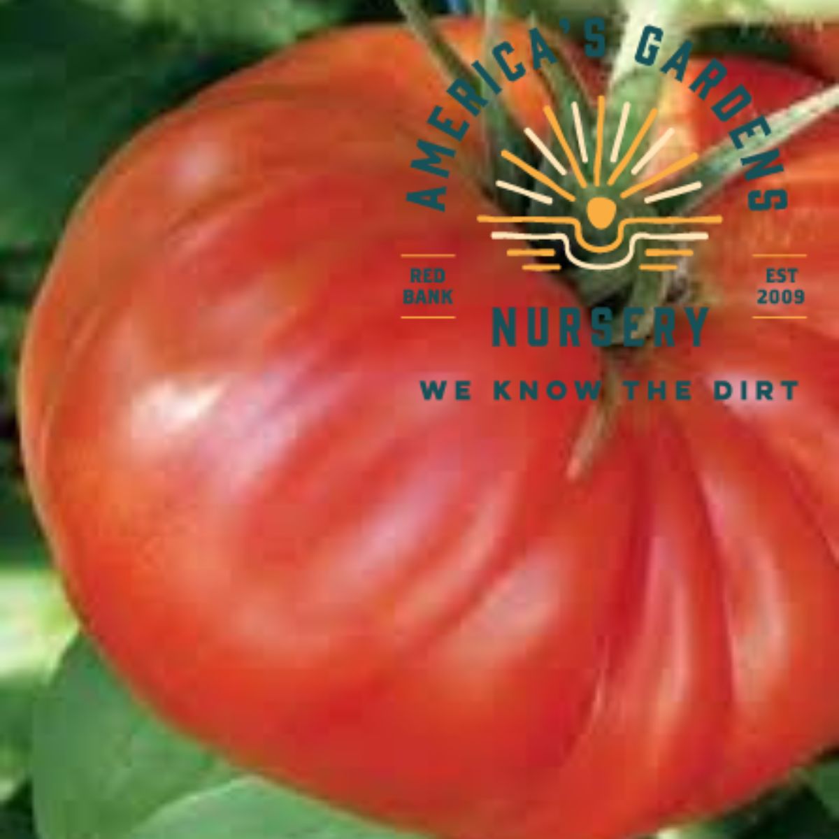 Watermelon Beefsteak Tomato - America's Gardens Nursery