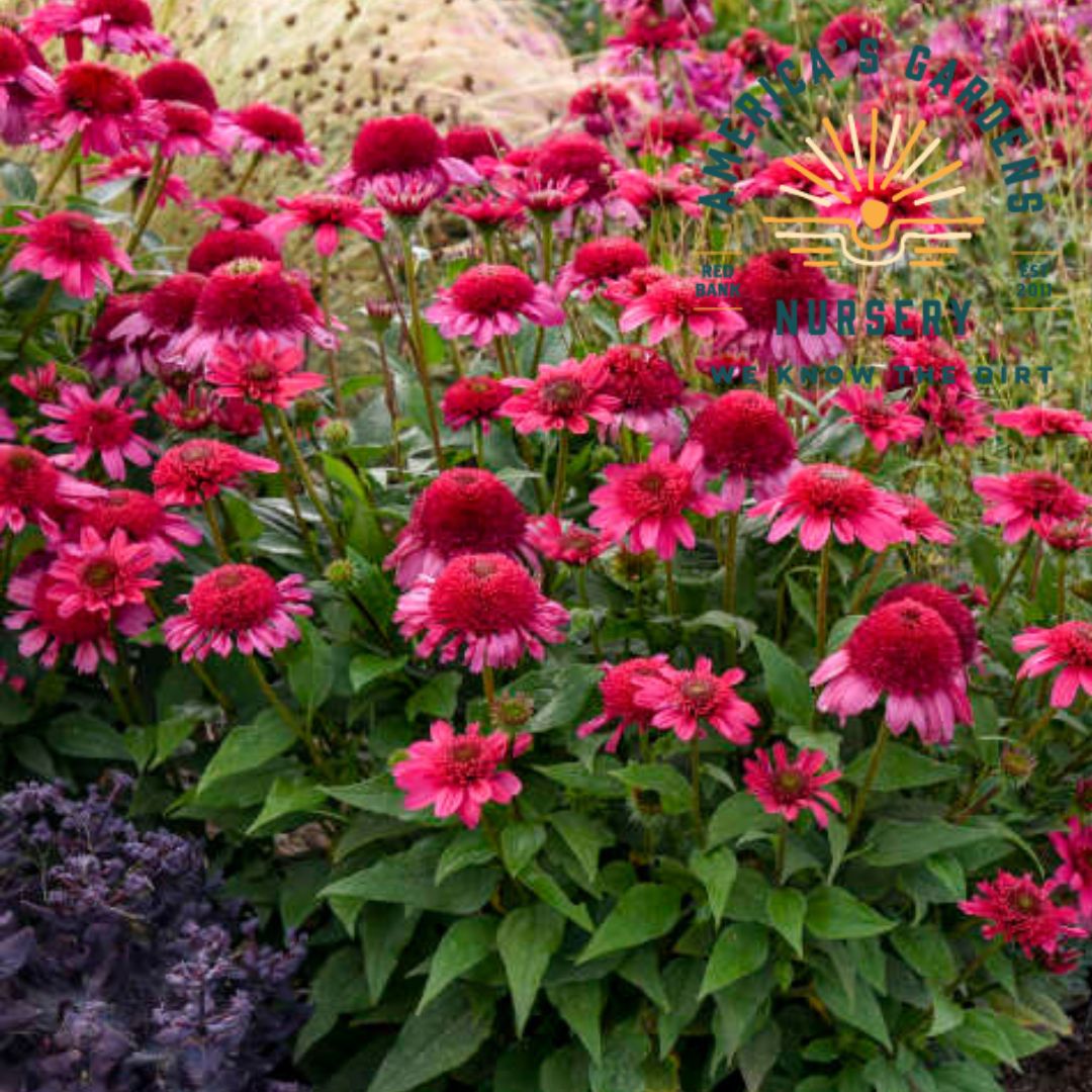 Watermelon Sugar Echinacea (Cone Flower) - America's Gardens Nursery