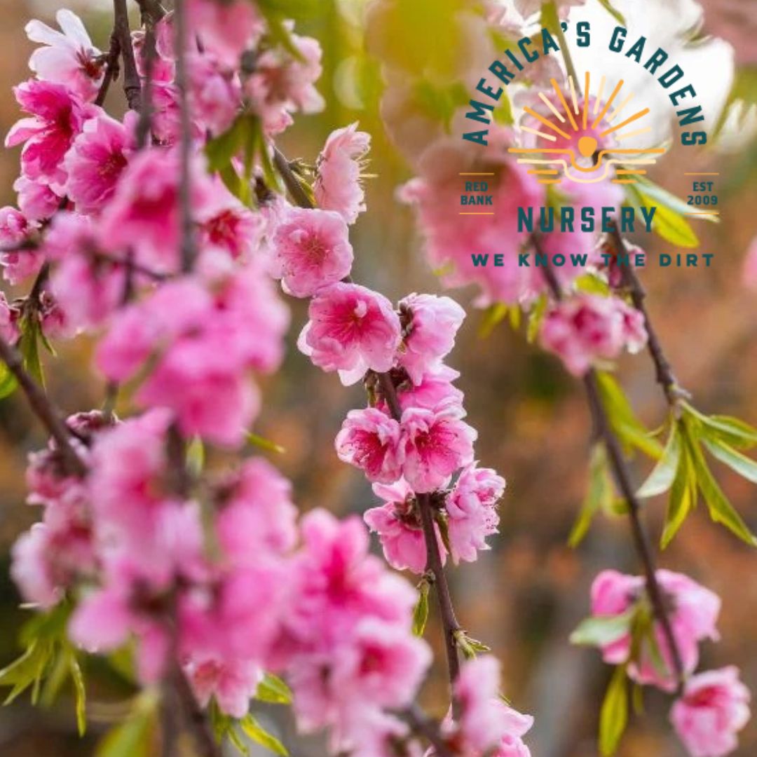 Weeping Pink Cascade Peach Tree - America's Gardens Nursery