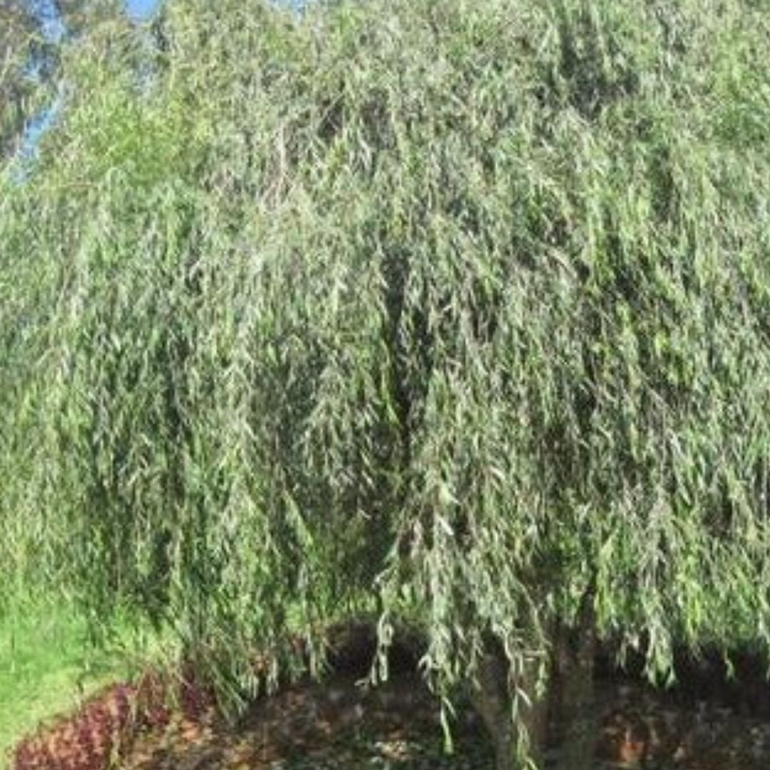Weeping Willow Tree - America's Gardens Nursery
