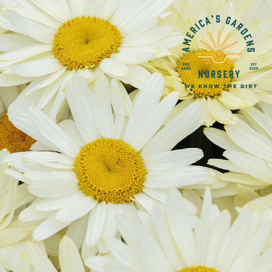 Western Star Gemini Shasta Daisy - America's Gardens Nursery
