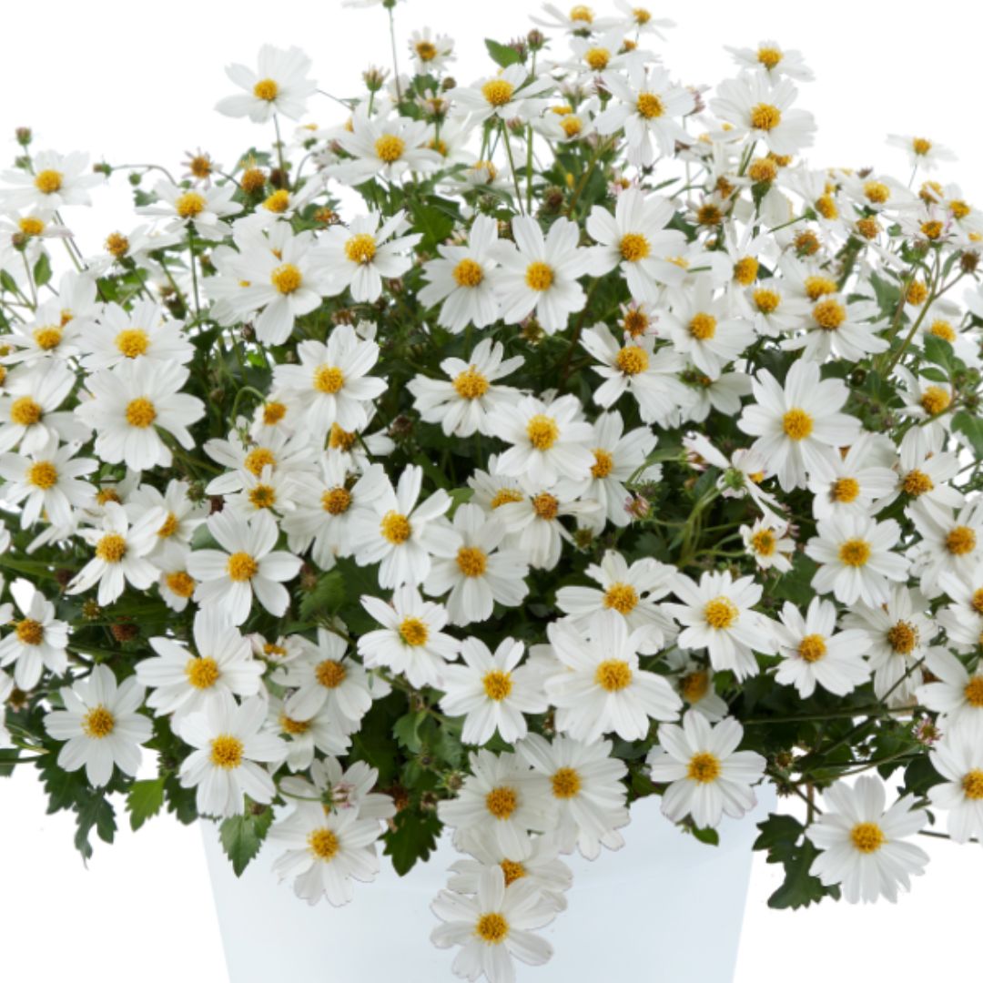 White Delight Bidens - America's Gardens Nursery