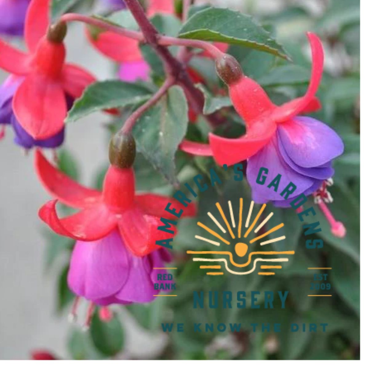 Windchimes Basket Rose Purple Fuchsia - America's Gardens Nursery