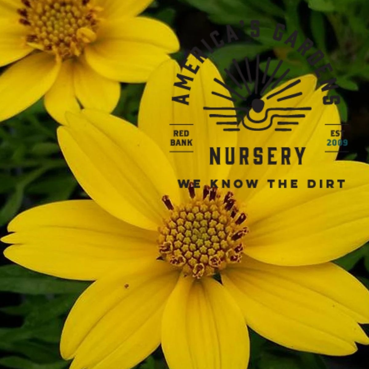 Yellow Popstar Bidens - America's Gardens Nursery