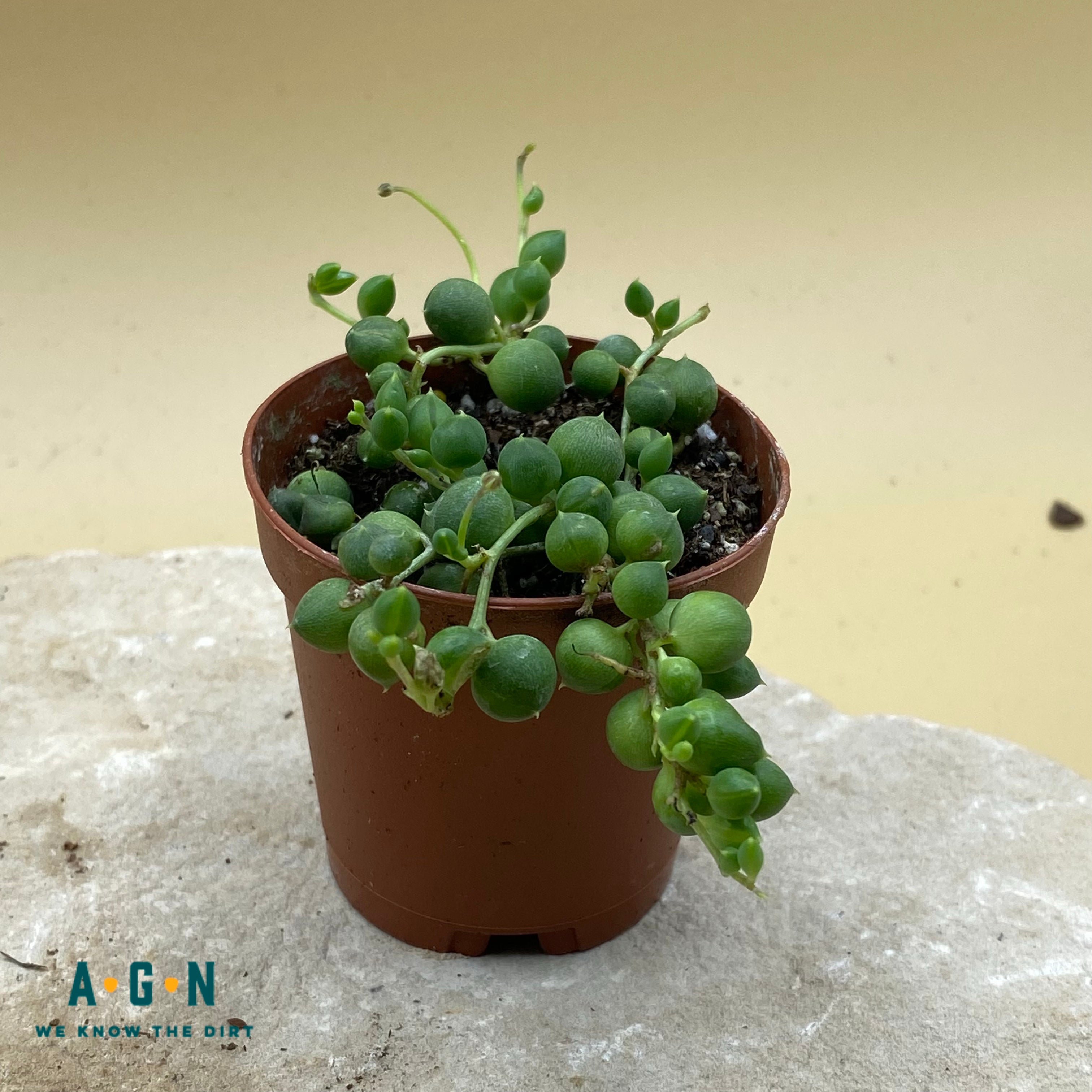 String of Pearls
