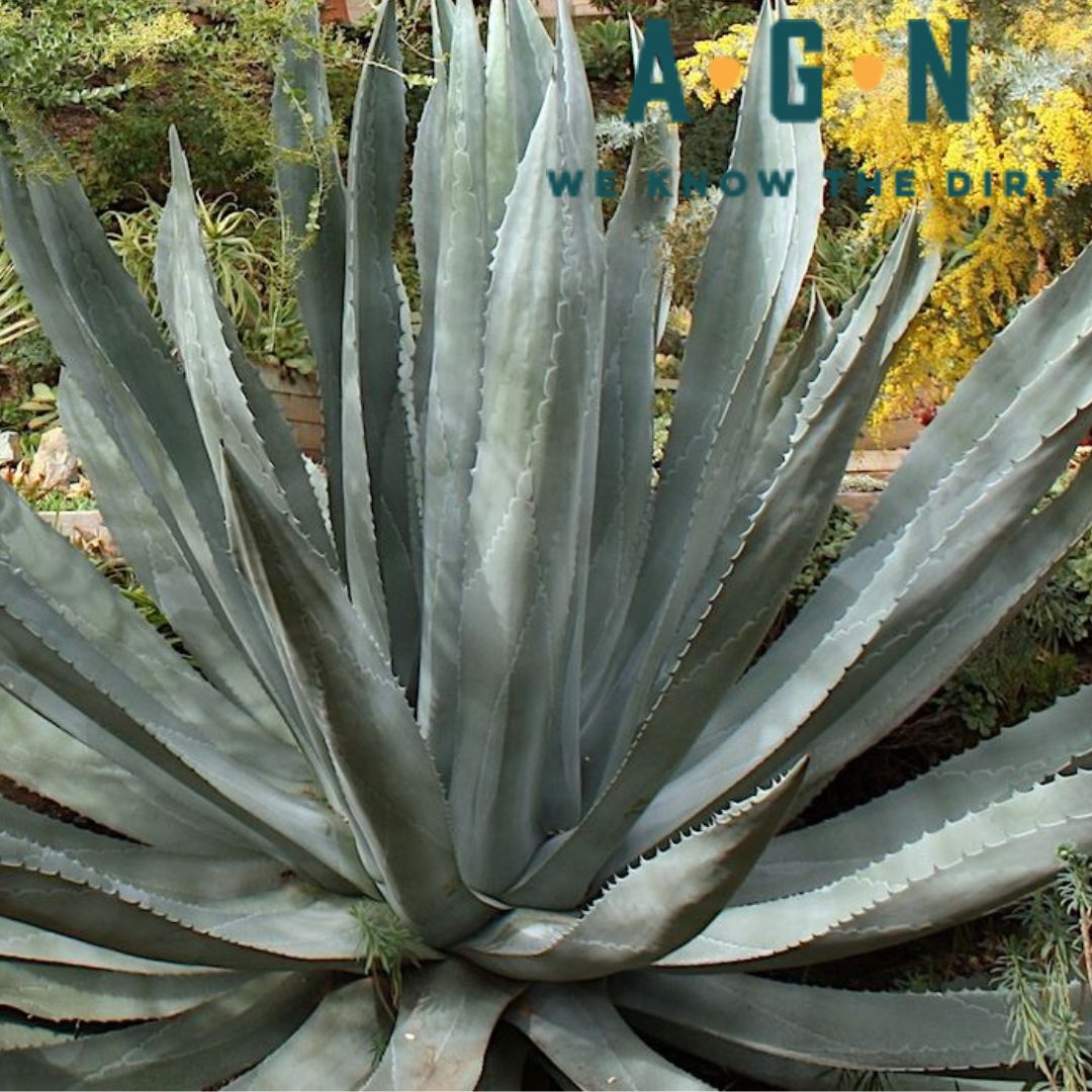 Agave Assorted