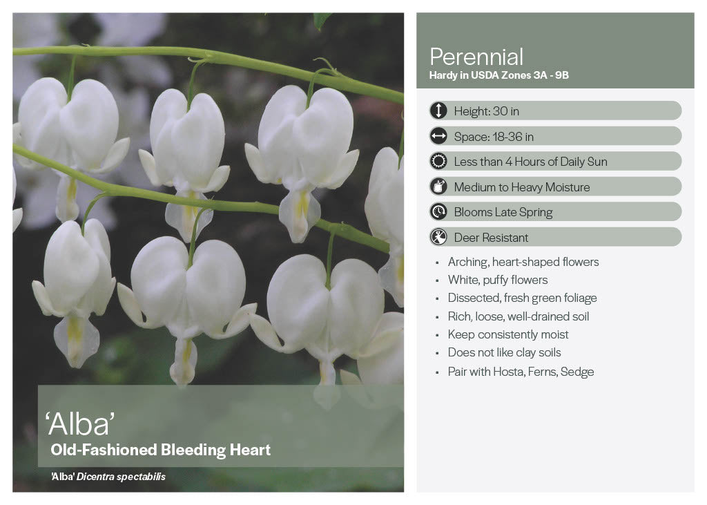 White (alba) Bleeding Heart