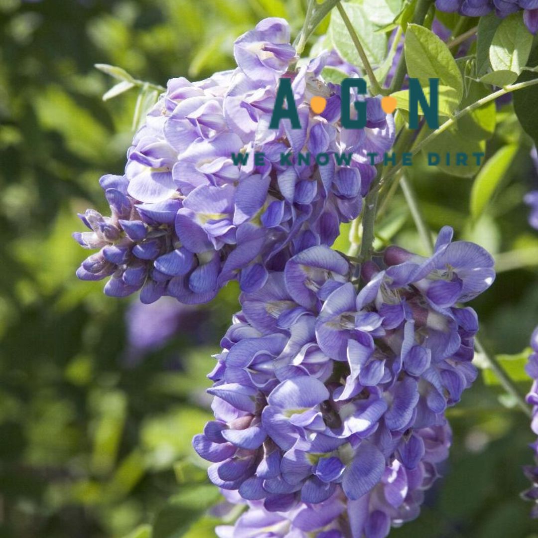 Amethyst Falls Wisteria
