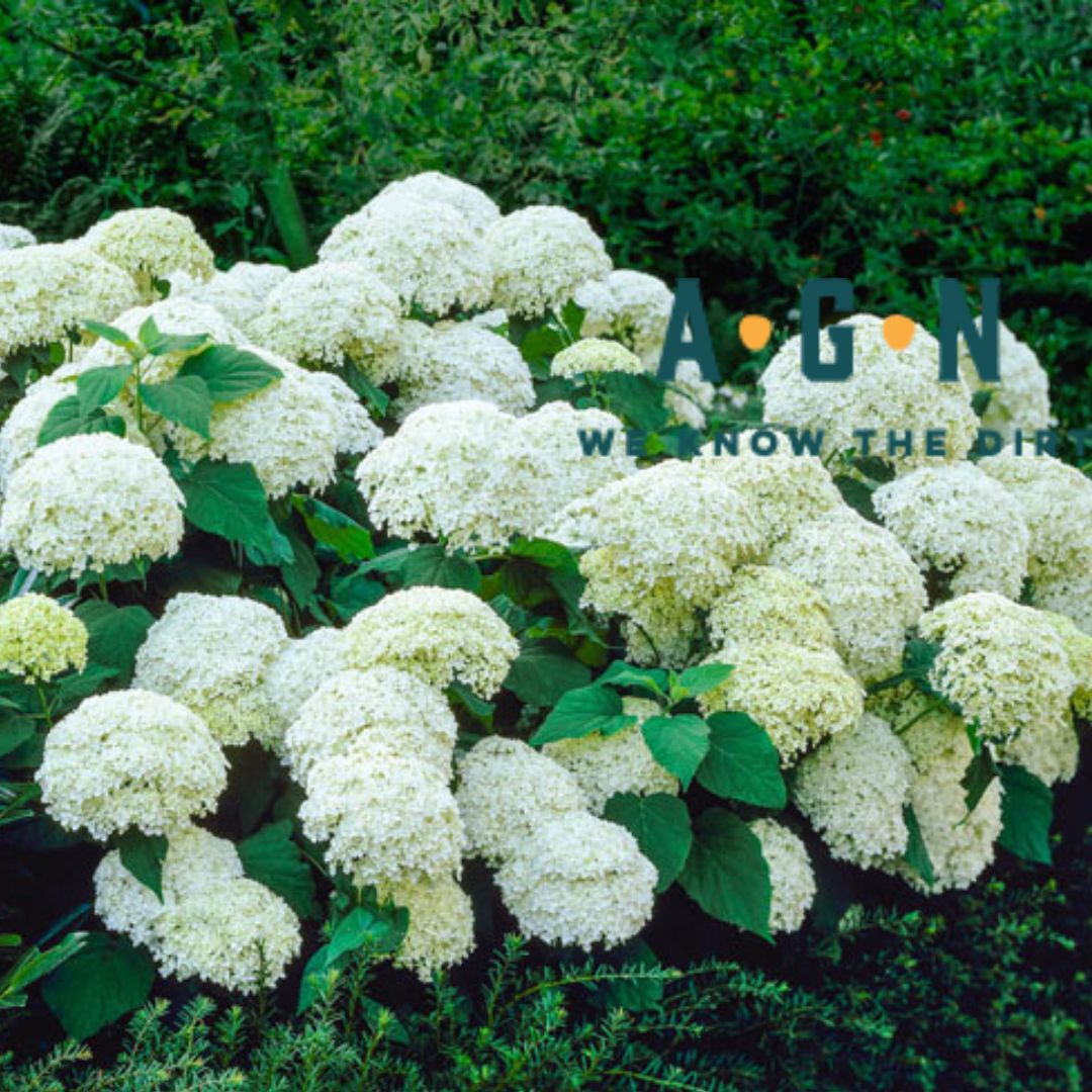 Annabelle Hydrangea