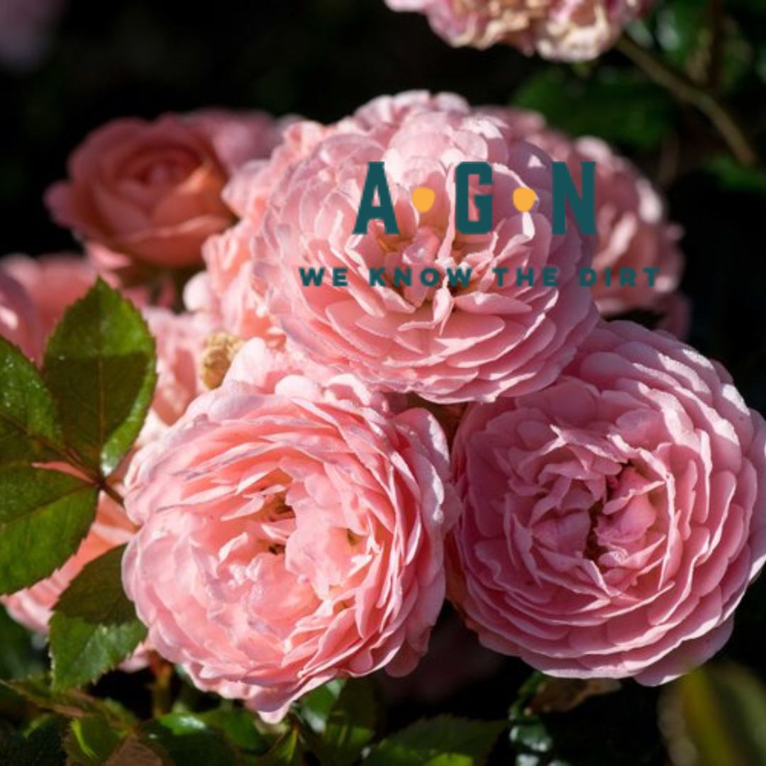 Drift Rose Bushes