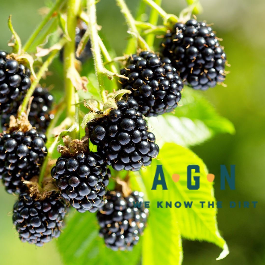Arapaho Blackberry Vine