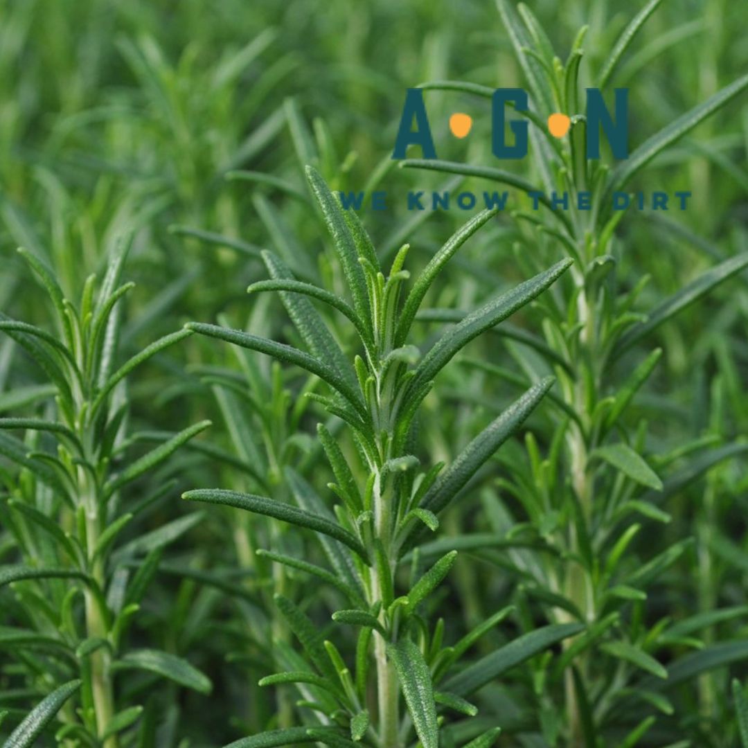 Arp Rosemary
