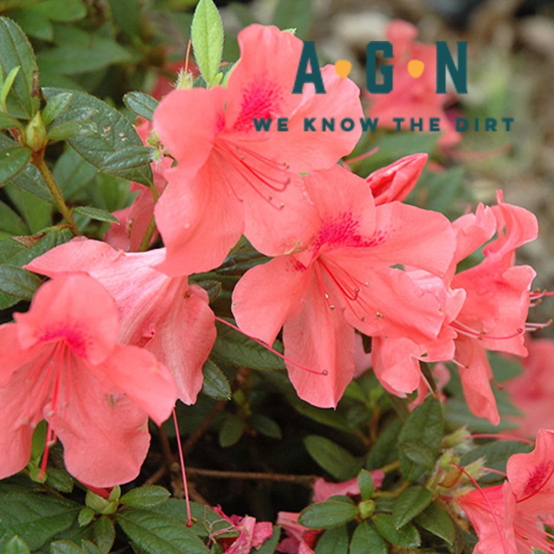 Autumn Coral Encore Azalea