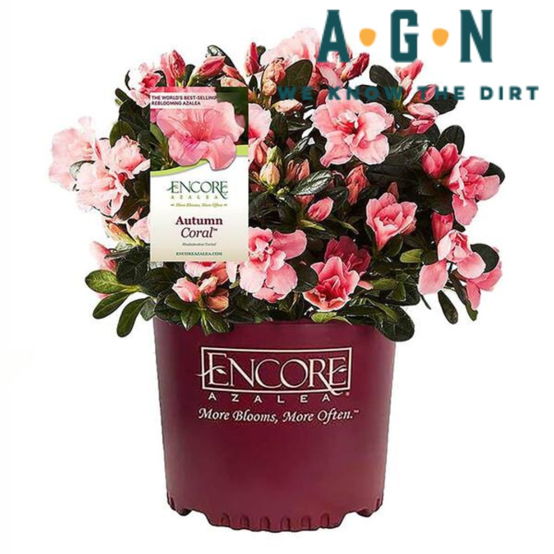 Autumn Coral Encore Azalea