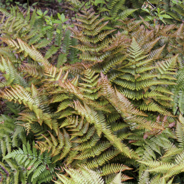 Fern, Autumn