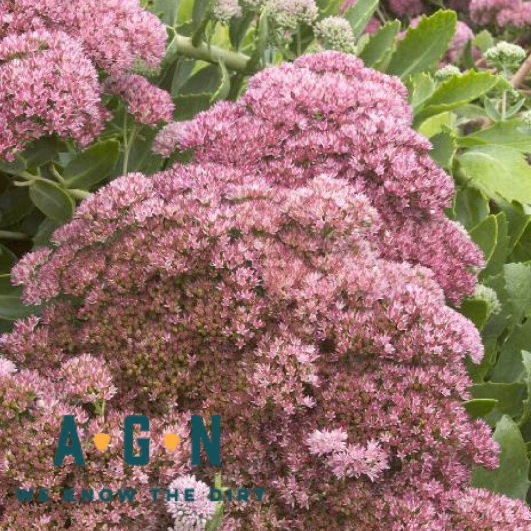 Autumn Joy Sedum