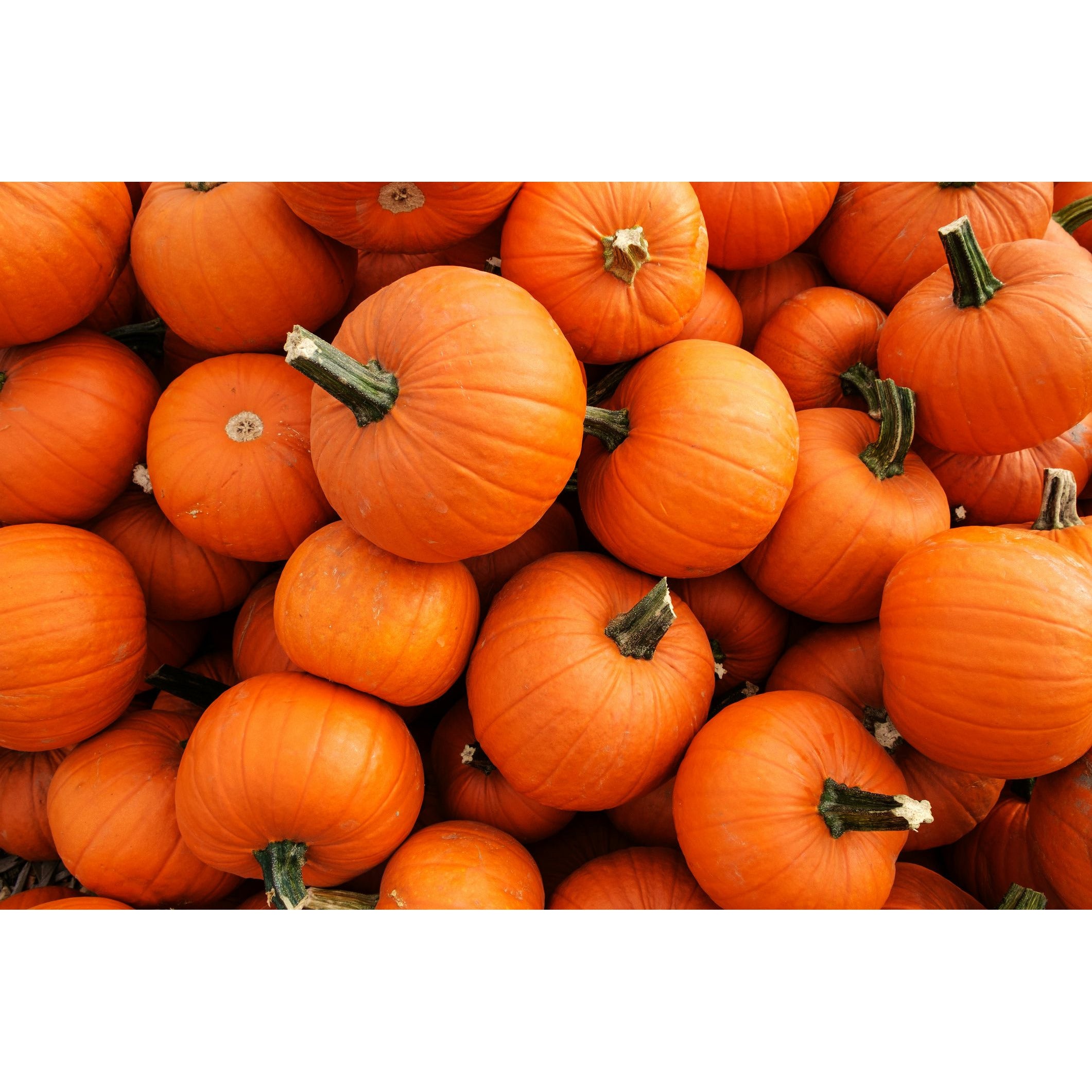 Pumpkins, Grown
