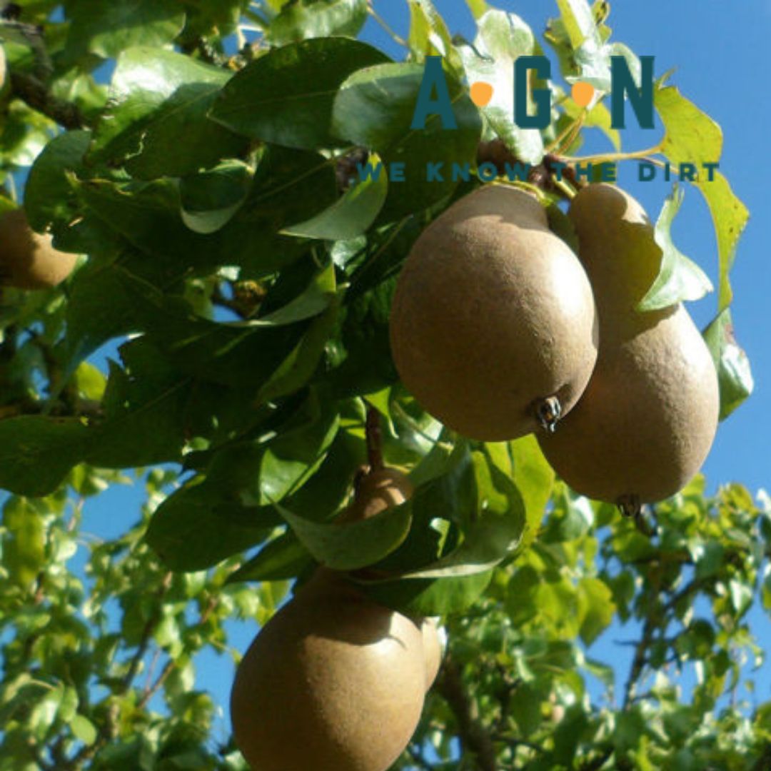 Ayers Pear Tree