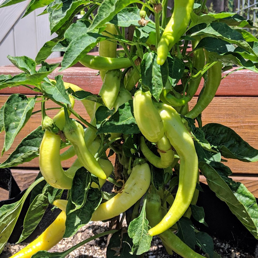 Sweet Banana Pepper Plant