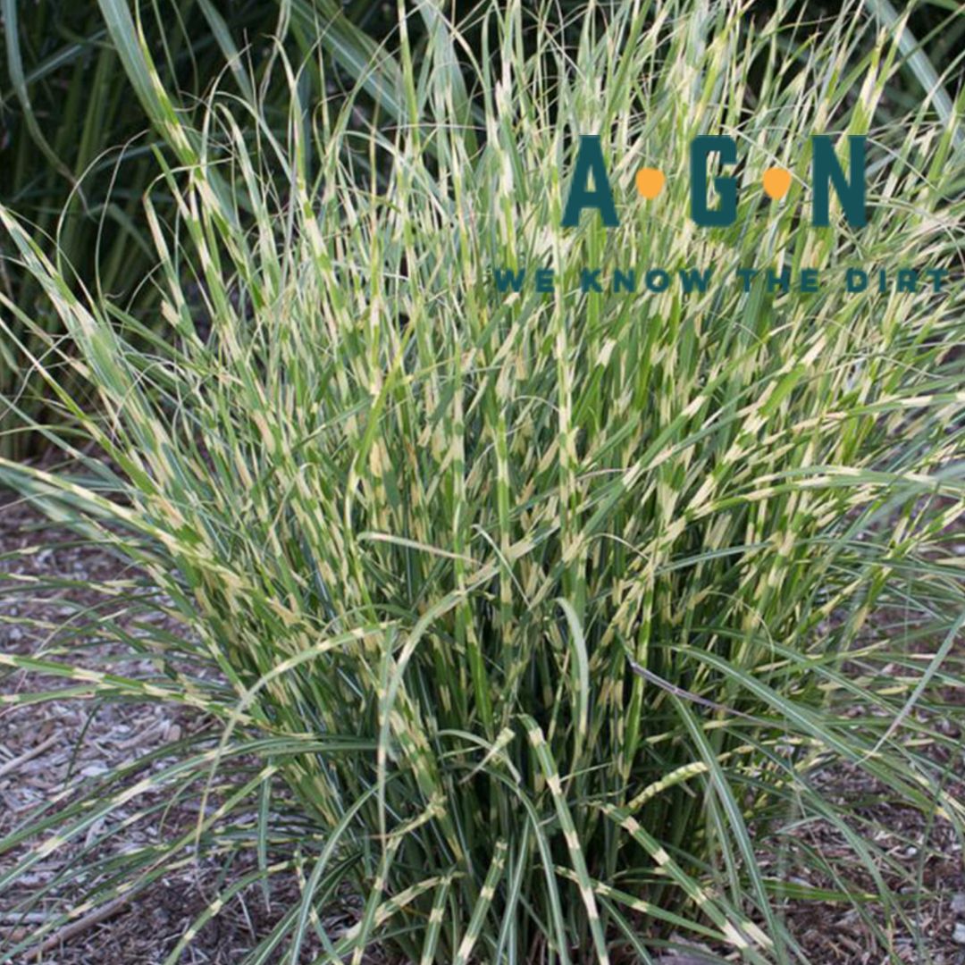 Bandwidth Maiden Fountain Grass