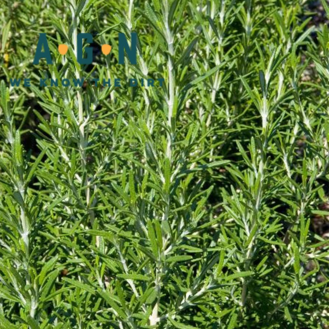 Barbeque Rosemary