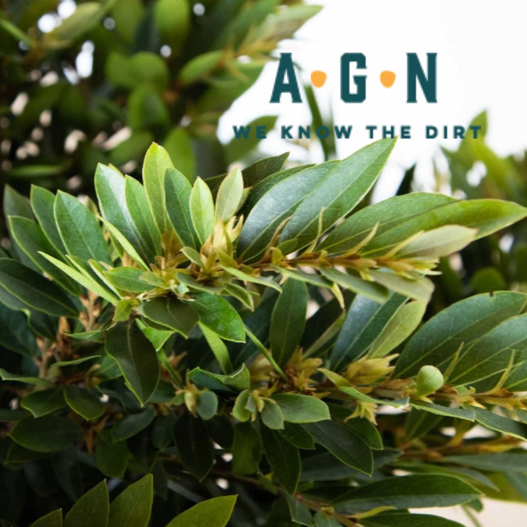 Bayou Bliss Dystilium