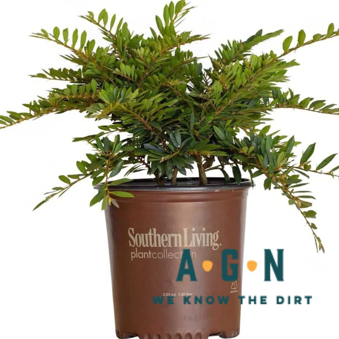 Bayou Bliss Dystilium