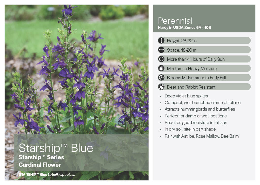 Blue Starship Lobelia
