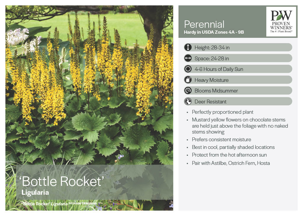 Bottle Rocket Ligularia
