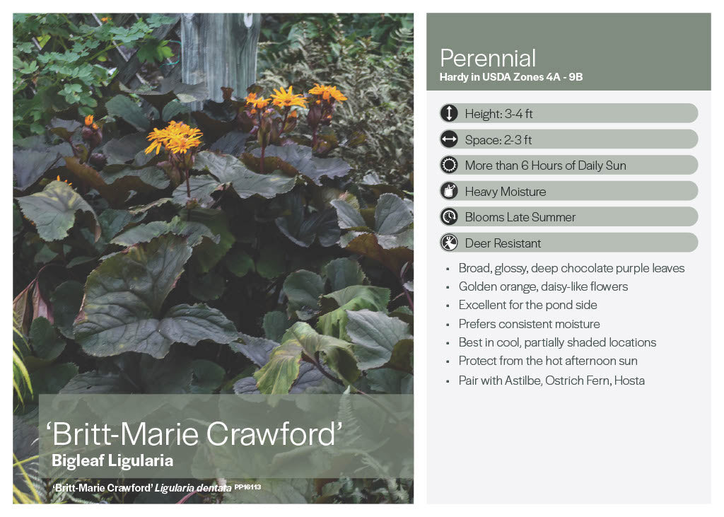 Britt Marie Crawford Ligularia