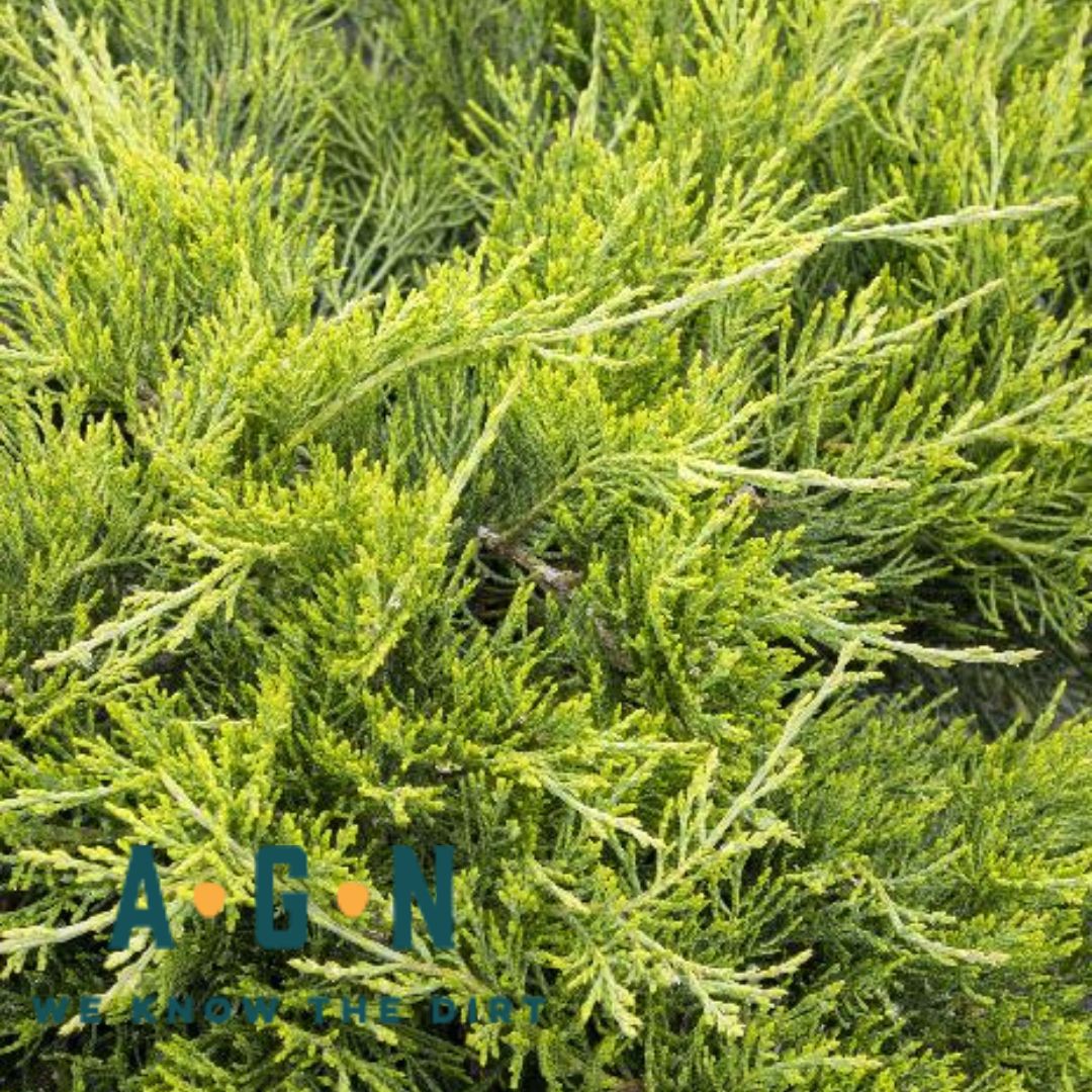 Buffalo Juniper