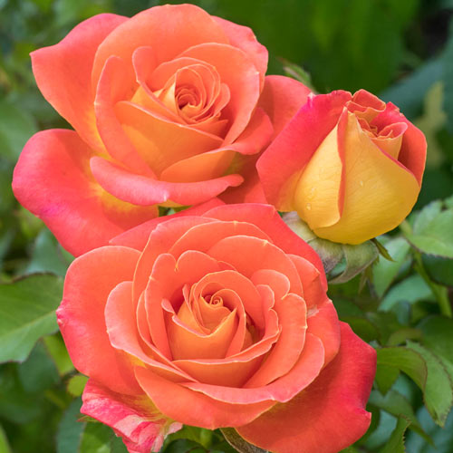 Burst of Joy Tree Rose