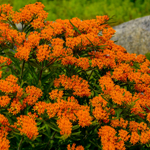 Butterflyweed (Asclepias Tuberosa)