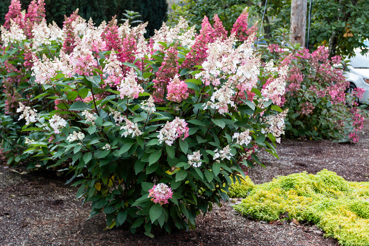 Candelabra Hydrangea America's Gardens Nursery
