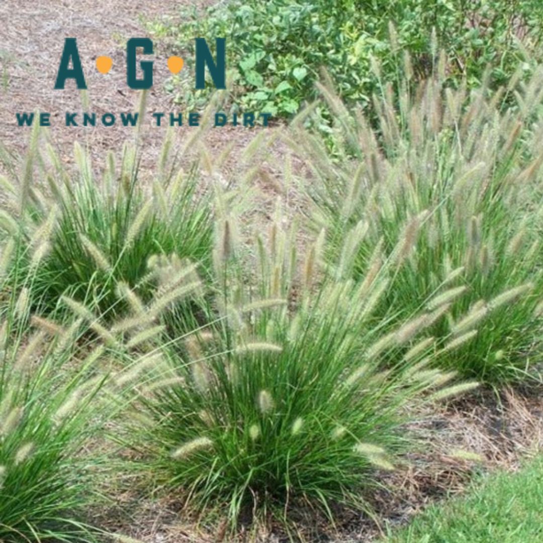 Cassian Fountain Pennisetum Grass