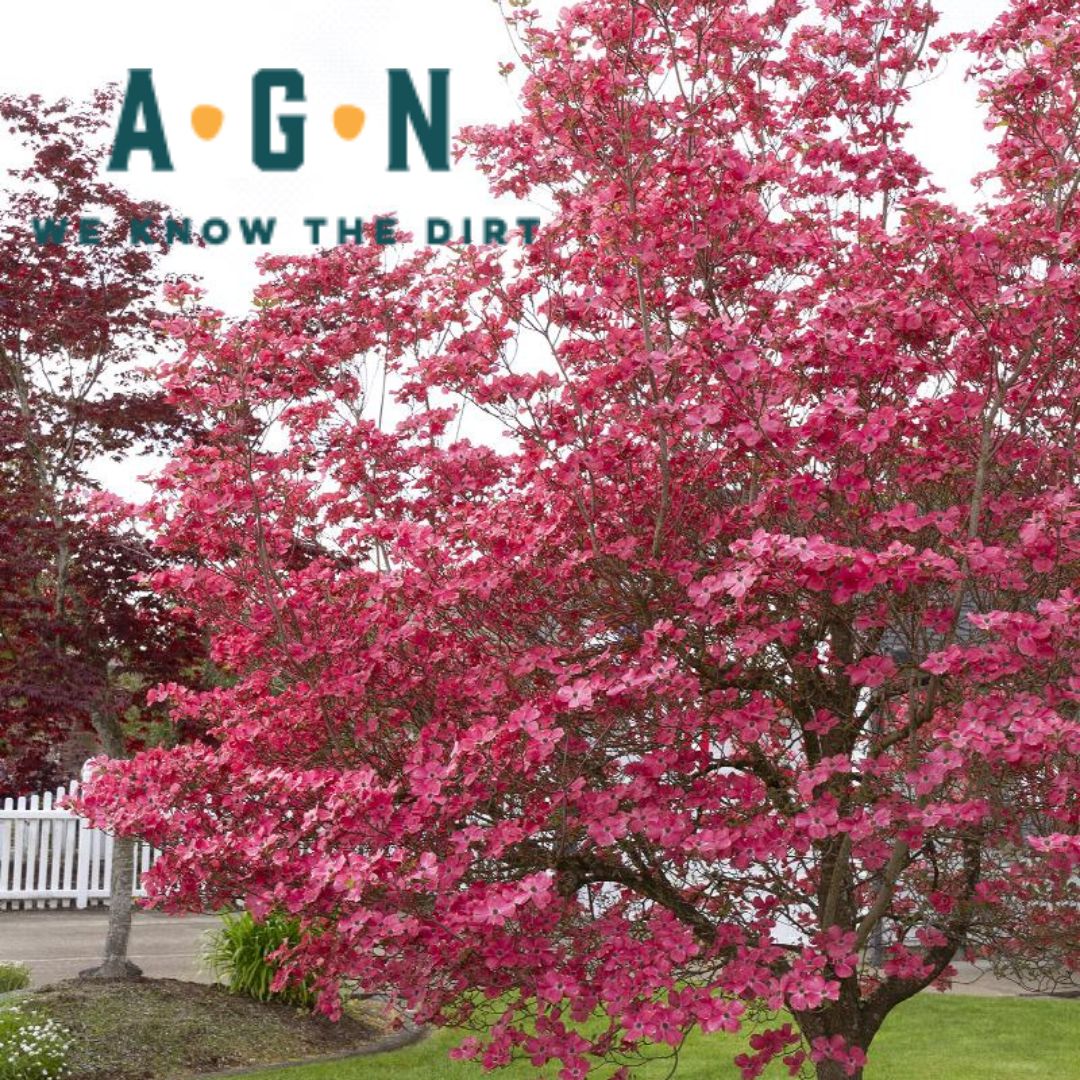Cherokee Chief Dogwood