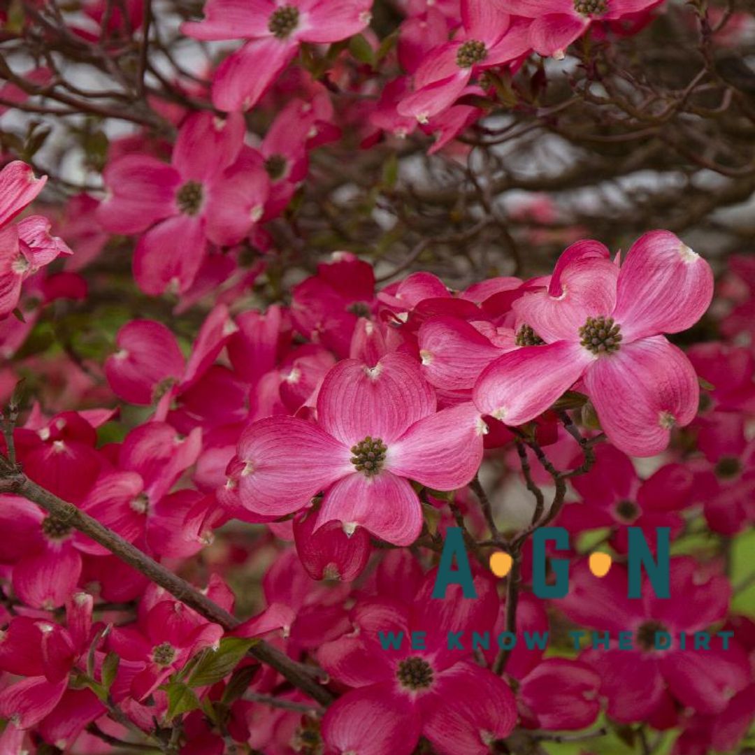 Cherokee Chief Dogwood