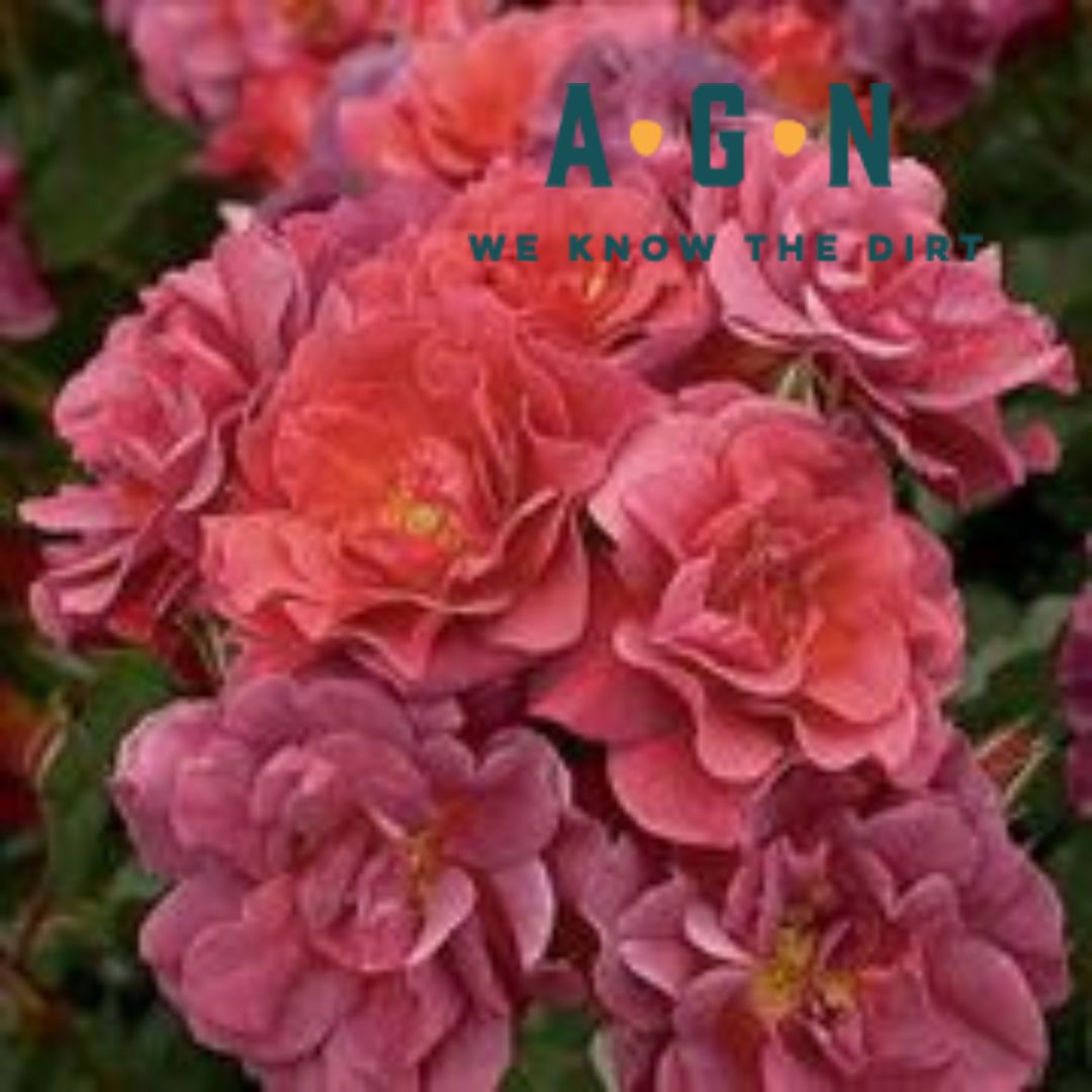 Cinco De Mayo Rose Bush