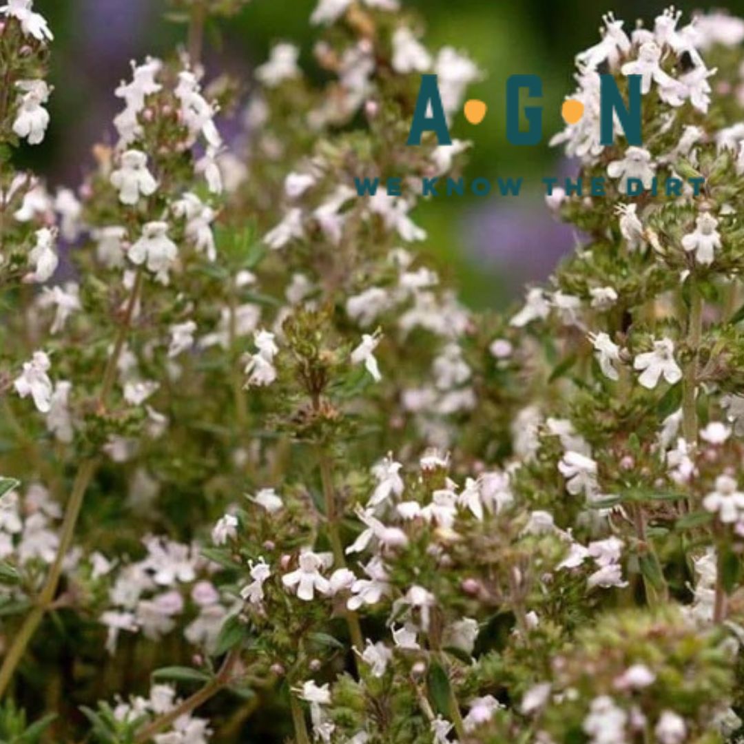 Compact English Thyme